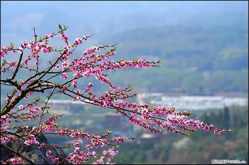 【春天，广西桂林灌阳县向您发出邀请！】望月岭上桃花开 - 游山玩水 - 汉中生活社区 - 汉中28生活网 hanzhong.28life.com