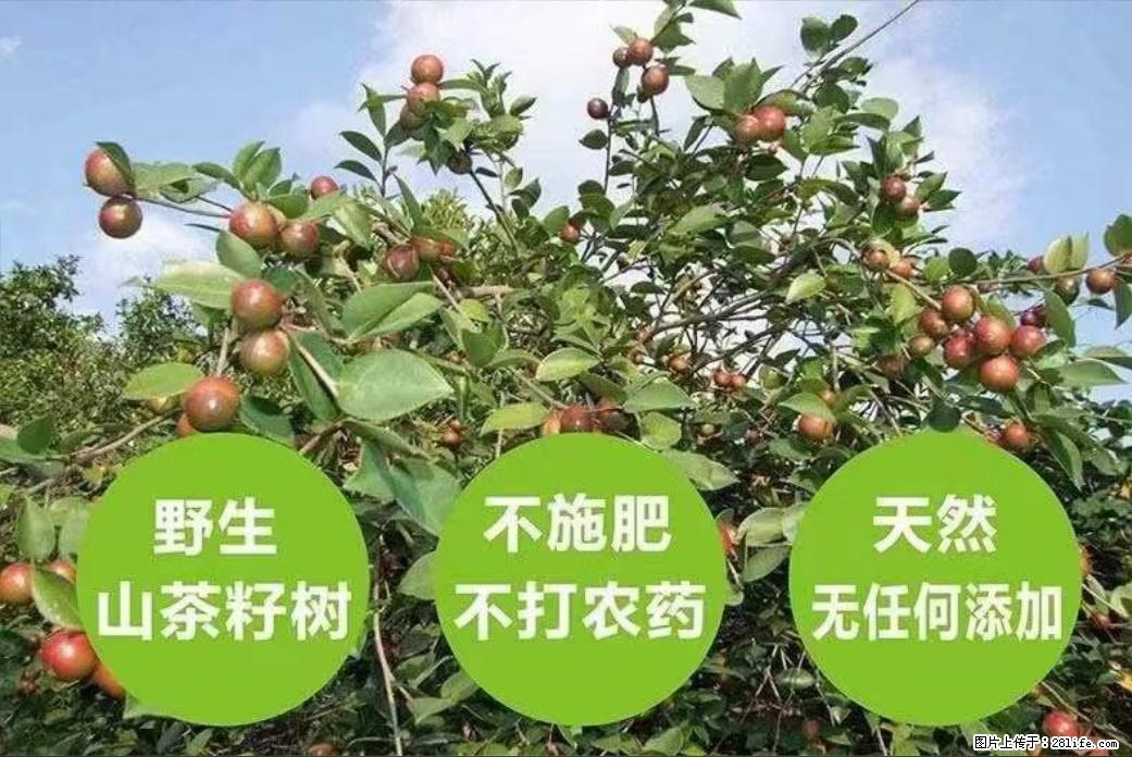 【灌阳县油茶产业示范区】一个有着充实的精神生活的人,对待身外之物自会有一种淡泊的态度 - 美食天地 - 汉中生活社区 - 汉中28生活网 hanzhong.28life.com