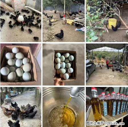 油茶园从小鸡仔开始养起的纯土鸡、土鸡蛋可以预定啦!还有前几天刚榨的纯山茶油哦 - 美食天地 - 汉中生活社区 - 汉中28生活网 hanzhong.28life.com