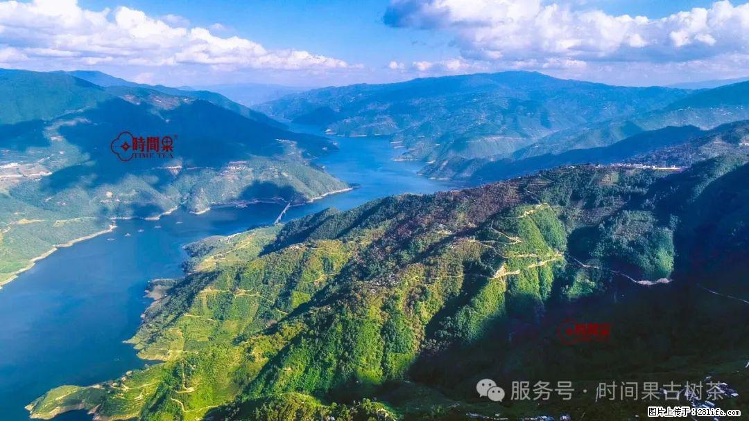 时间果百年古树龙珠普洱生茶 - 购物交流 - 汉中生活社区 - 汉中28生活网 hanzhong.28life.com