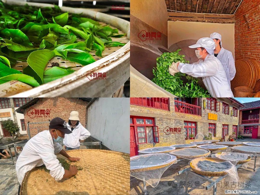 时间果百年古树龙珠普洱生茶 - 购物交流 - 汉中生活社区 - 汉中28生活网 hanzhong.28life.com