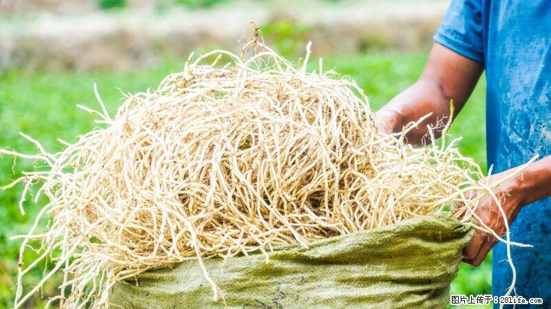 堪称“最难吃”的蔬菜，却是 “抗辐射神器”，还能护肺、清热、止咳化痰！ - 汉中生活资讯 - 汉中28生活网 hanzhong.28life.com