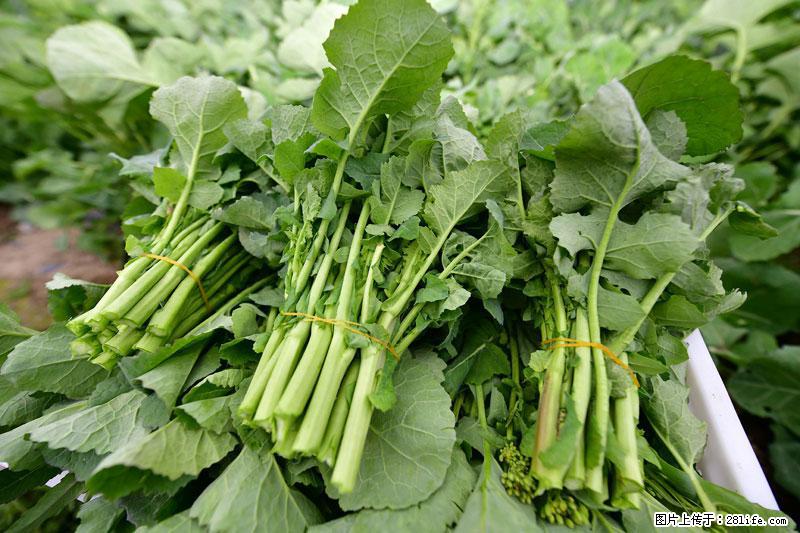 这些蔬菜是“天然钙片”，这6种被医生重点推荐 - 汉中生活资讯 - 汉中28生活网 hanzhong.28life.com